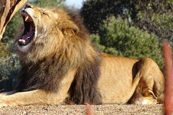 Exploring African Wildlife at Werribee Open Range Zoo: An Unforgettable Safari Adventure Exploring African Wildlife at Werribee Open Range Zoo: An Unforgettable Safari Adventure