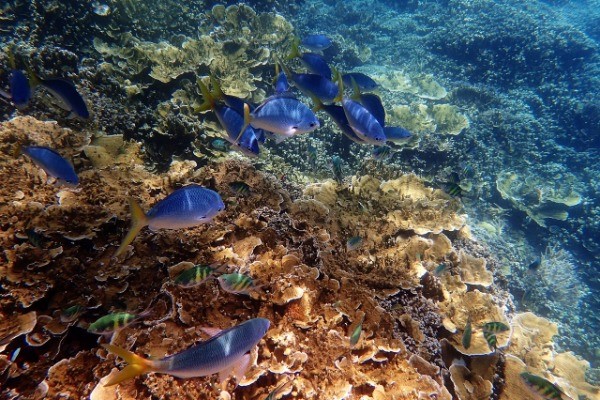 Planning Your Trip to the Great Barrier Reef