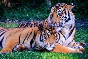 Zoo Zoo