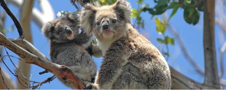 Melbourne Zoo, Parkville