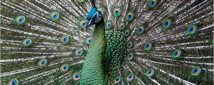 Adelaide Zoo, Adelaide