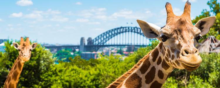 Torango Zoo Torango Zoo