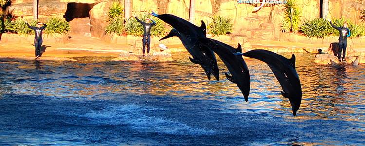 Australia's Marine Mammal Park Australia's Marine Mammal Park